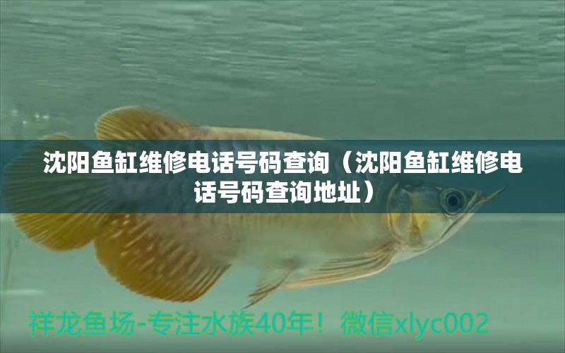 沈陽魚缸維修電話號碼查詢（沈陽魚缸維修電話號碼查詢地址）