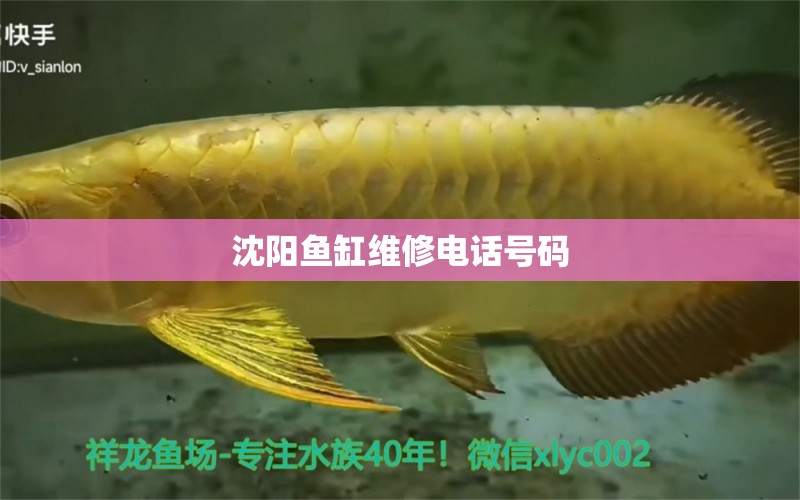 沈陽魚缸維修電話號(hào)碼