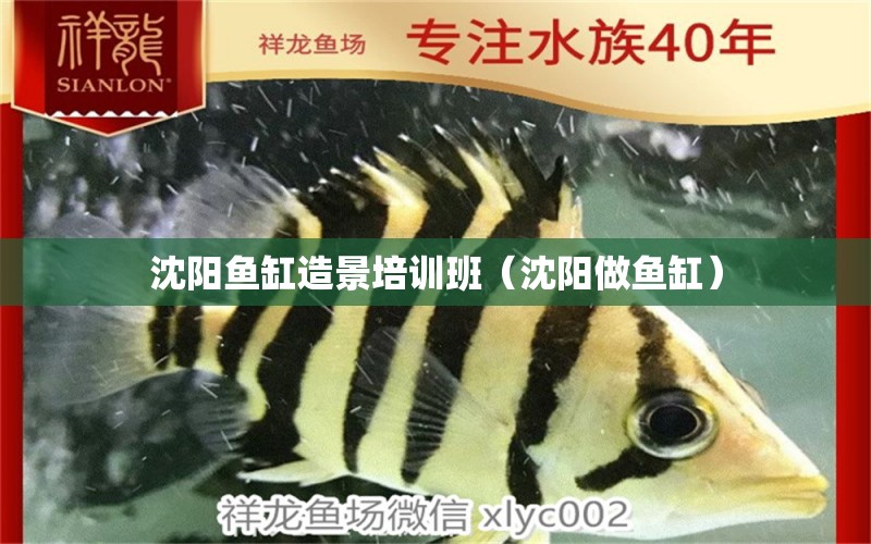 沈陽魚缸造景培訓(xùn)班（沈陽做魚缸）