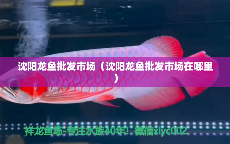 沈陽龍魚批發(fā)市場（沈陽龍魚批發(fā)市場在哪里） 龍魚批發(fā)