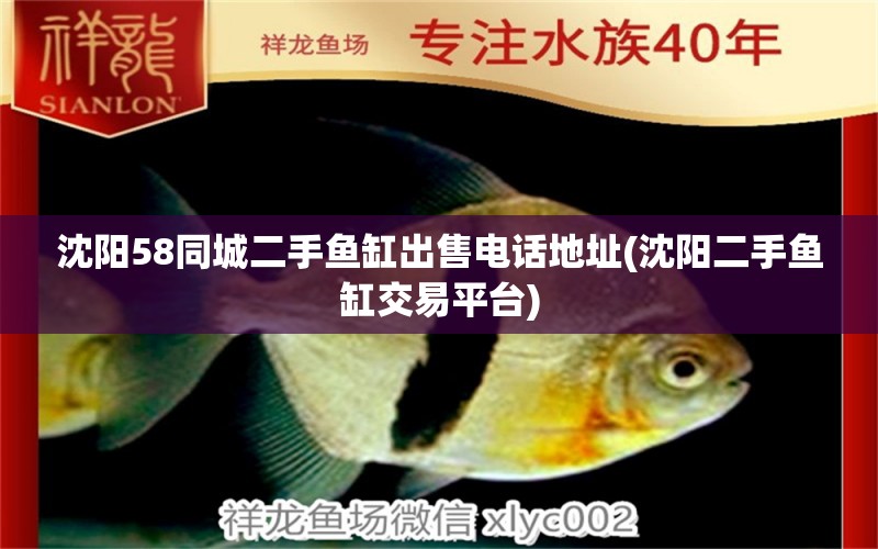 沈陽58同城二手魚缸出售電話地址(沈陽二手魚缸交易平臺) 泰國虎魚（泰虎）