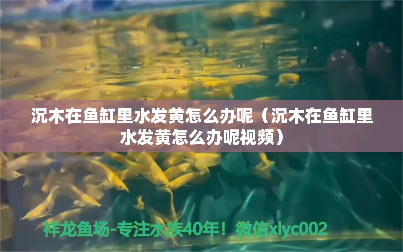 沉木在魚缸里水發(fā)黃怎么辦呢（沉木在魚缸里水發(fā)黃怎么辦呢視頻） 黃鰭鯧魚