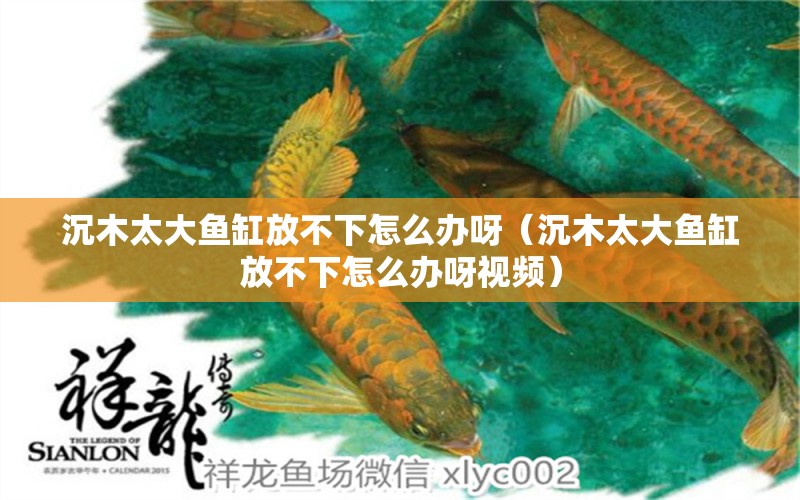 沉木太大魚缸放不下怎么辦呀（沉木太大魚缸放不下怎么辦呀視頻） 其他品牌魚缸