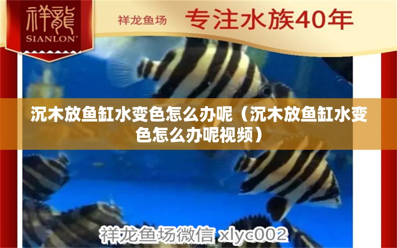 沉木放魚缸水變色怎么辦呢（沉木放魚缸水變色怎么辦呢視頻）