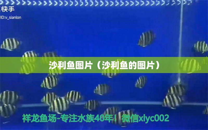 沙利魚圖片（沙利魚的圖片）