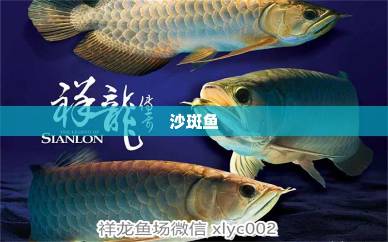 沙斑魚(yú) 祥龍魚(yú)場(chǎng)