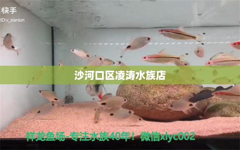 沙河口區(qū)凌濤水族店 全國水族館企業(yè)名錄