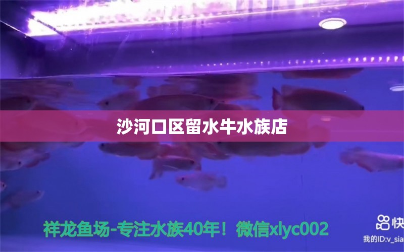 沙河口區(qū)留水牛水族店