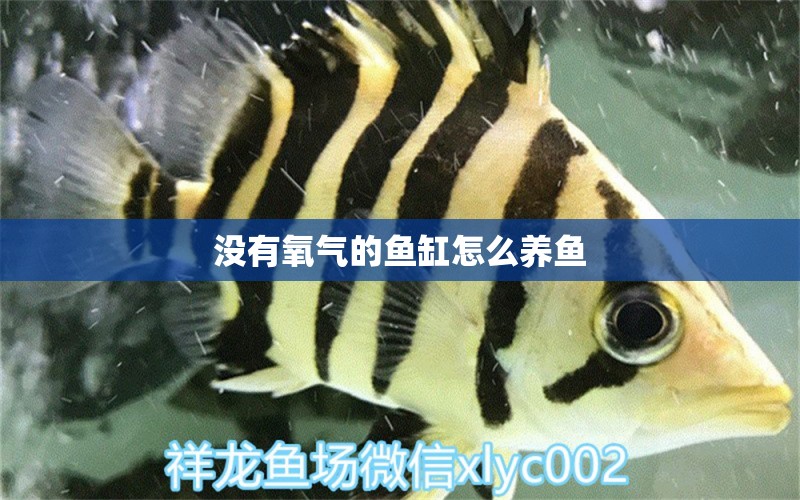 沒有氧氣的魚缸怎么養(yǎng)魚 藍帆三間魚