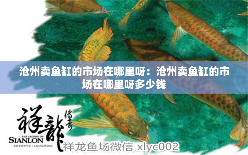 滄州賣魚缸的市場在哪里呀：滄州賣魚缸的市場在哪里呀多少錢