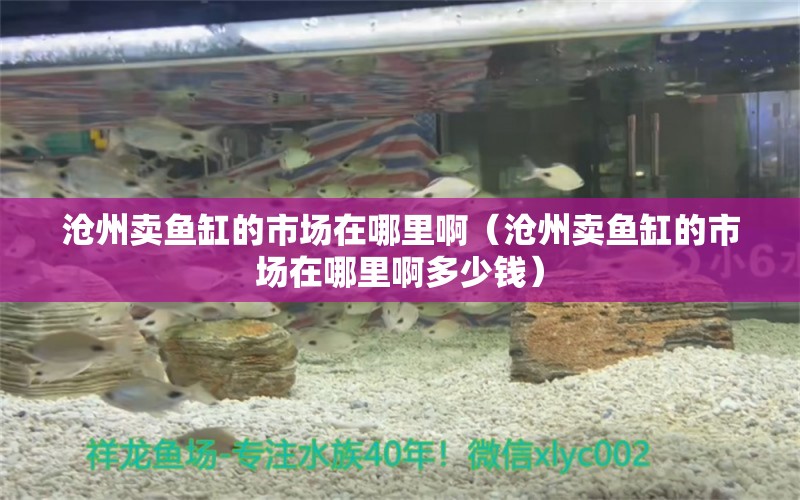 滄州賣魚(yú)缸的市場(chǎng)在哪里?。嬷葙u魚(yú)缸的市場(chǎng)在哪里啊多少錢(qián)）