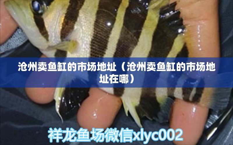 滄州賣魚缸的市場地址（滄州賣魚缸的市場地址在哪）