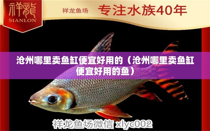 滄州哪里賣魚缸便宜好用的（滄州哪里賣魚缸便宜好用的魚） 藍底過背金龍魚