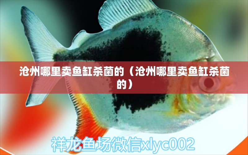 滄州哪里賣魚(yú)缸殺菌的（滄州哪里賣魚(yú)缸殺菌的）