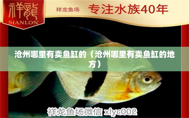 滄州哪里有賣魚缸的（滄州哪里有賣魚缸的地方）