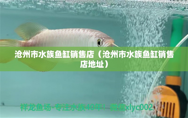 滄州市水族魚缸銷售店（滄州市水族魚缸銷售店地址）