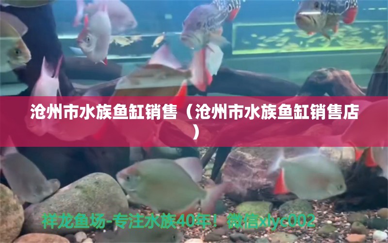 滄州市水族魚缸銷售（滄州市水族魚缸銷售店）