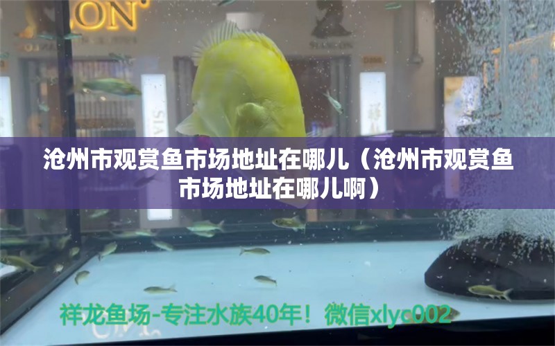 滄州市觀賞魚市場地址在哪兒（滄州市觀賞魚市場地址在哪兒?。? title=