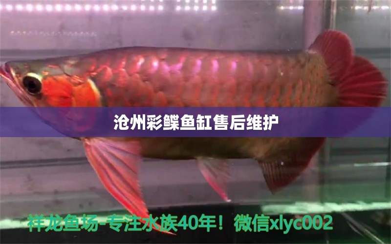 滄州彩鰈魚缸售后維護