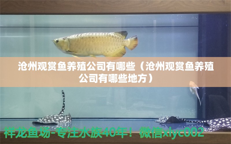 滄州觀賞魚養(yǎng)殖公司有哪些（滄州觀賞魚養(yǎng)殖公司有哪些地方）