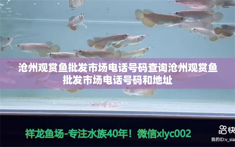 滄州觀賞魚批發(fā)市場電話號碼查詢滄州觀賞魚批發(fā)市場電話號碼和地址 觀賞魚批發(fā)