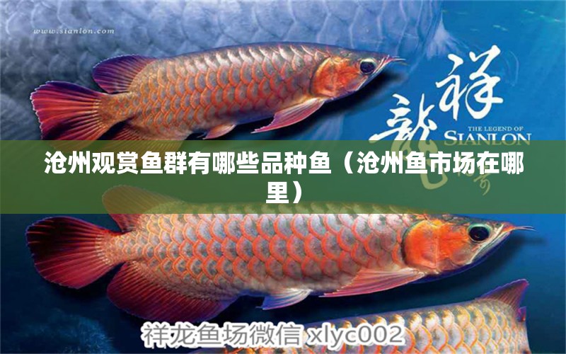 滄州觀賞魚(yú)群有哪些品種魚(yú)（滄州魚(yú)市場(chǎng)在哪里）