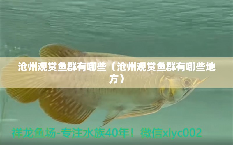 滄州觀賞魚群有哪些（滄州觀賞魚群有哪些地方）