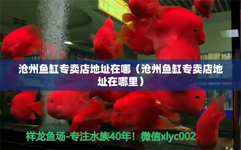 滄州魚缸專賣店地址在哪（滄州魚缸專賣店地址在哪里）