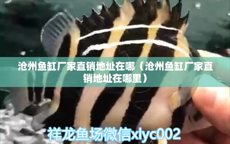 滄州魚(yú)缸廠家直銷地址在哪（滄州魚(yú)缸廠家直銷地址在哪里）