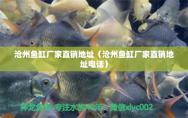 滄州魚缸廠家直銷地址（滄州魚缸廠家直銷地址電話） 其他品牌魚缸