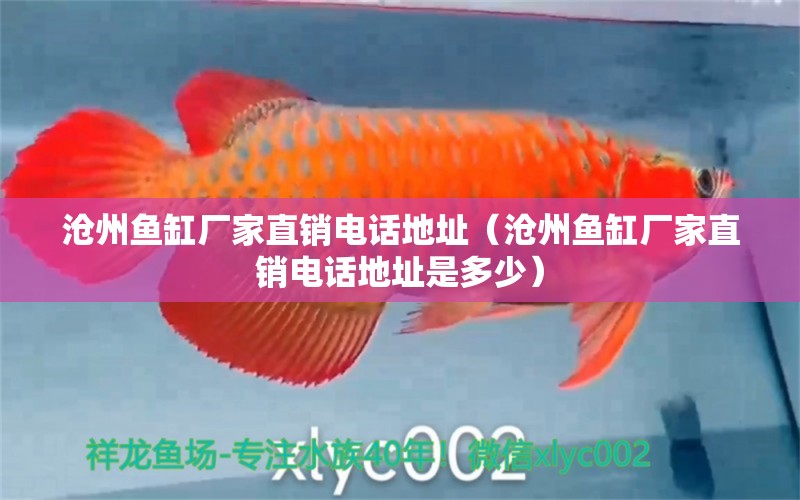 滄州魚缸廠家直銷電話地址（滄州魚缸廠家直銷電話地址是多少）