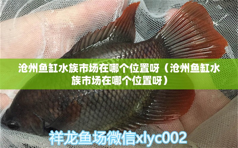 滄州魚缸水族市場在哪個位置呀（滄州魚缸水族市場在哪個位置呀）