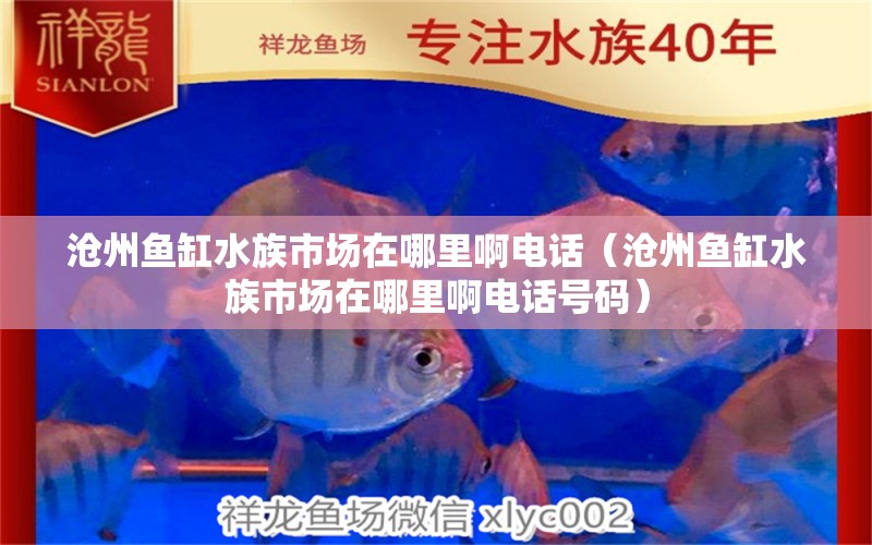 滄州魚(yú)缸水族市場(chǎng)在哪里啊電話(huà)（滄州魚(yú)缸水族市場(chǎng)在哪里啊電話(huà)號(hào)碼） 祥龍水族醫(yī)院