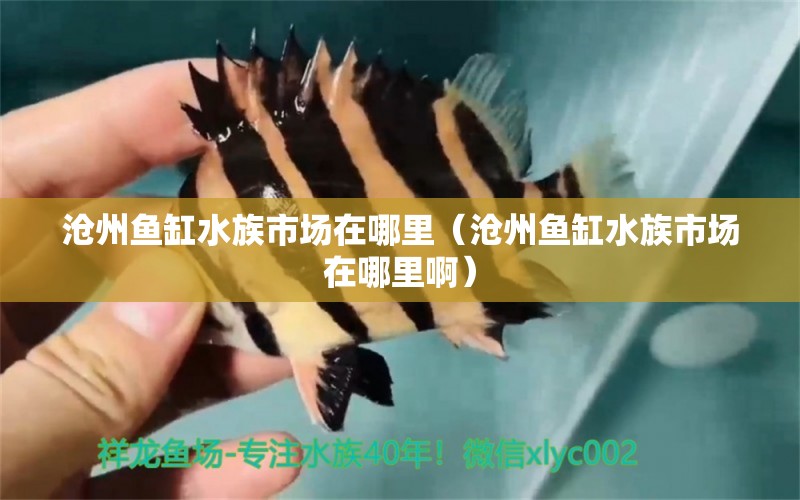 滄州魚(yú)缸水族市場(chǎng)在哪里（滄州魚(yú)缸水族市場(chǎng)在哪里?。? title=