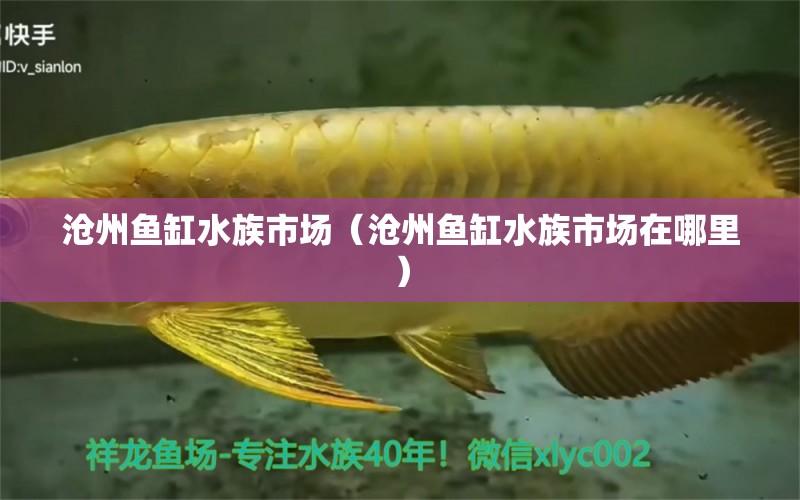 滄州魚缸水族市場（滄州魚缸水族市場在哪里）