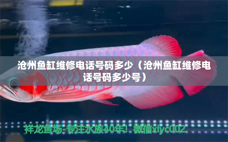 滄州魚(yú)缸維修電話號(hào)碼多少（滄州魚(yú)缸維修電話號(hào)碼多少號(hào)）