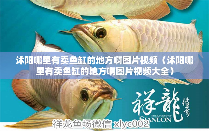 沭陽(yáng)哪里有賣魚缸的地方啊圖片視頻（沭陽(yáng)哪里有賣魚缸的地方啊圖片視頻大全） 祥龍水族醫(yī)院