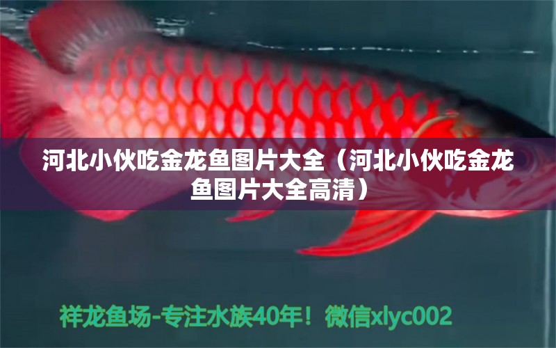 河北小伙吃金龍魚圖片大全（河北小伙吃金龍魚圖片大全高清）