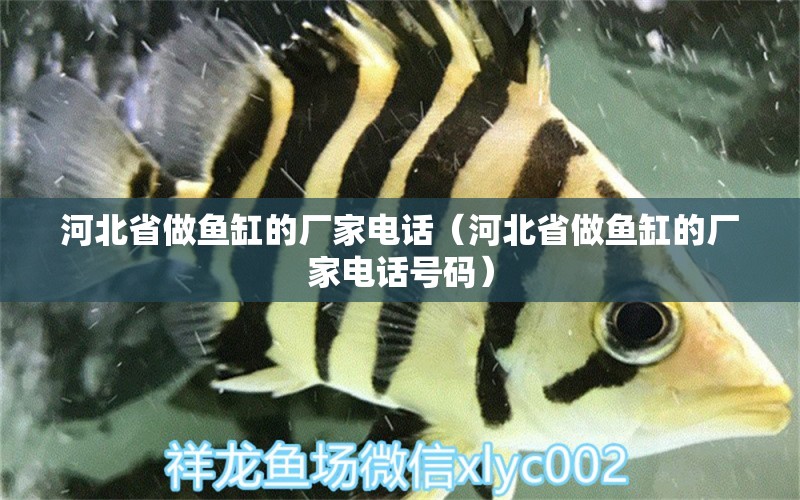 河北省做魚缸的廠家電話（河北省做魚缸的廠家電話號碼） 其他品牌魚缸