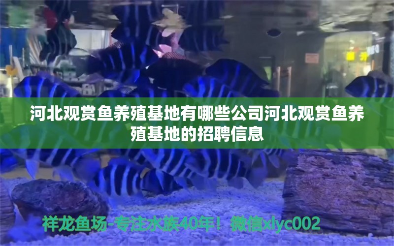 河北觀賞魚養(yǎng)殖基地有哪些公司河北觀賞魚養(yǎng)殖基地的招聘信息 鴨嘴鯊魚 第1張