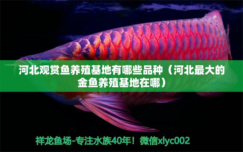 河北觀賞魚(yú)養(yǎng)殖基地有哪些品種（河北最大的金魚(yú)養(yǎng)殖基地在哪）