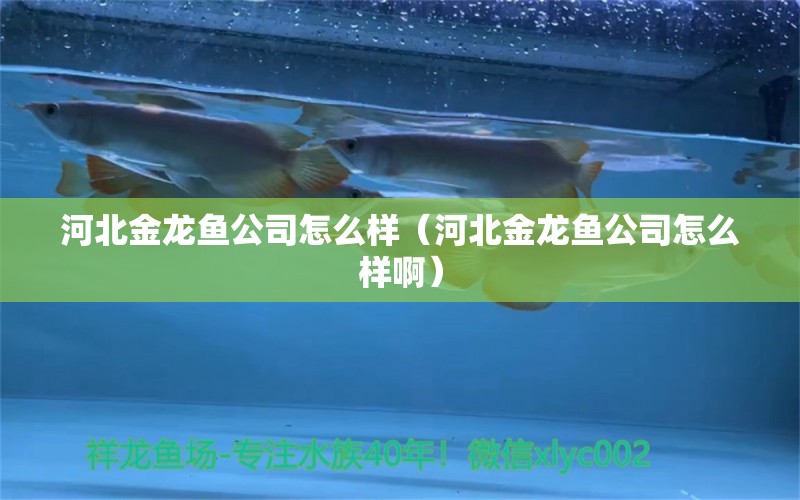 河北金龍魚公司怎么樣（河北金龍魚公司怎么樣?。? title=