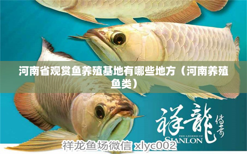 河南省觀賞魚養(yǎng)殖基地有哪些地方（河南養(yǎng)殖魚類）