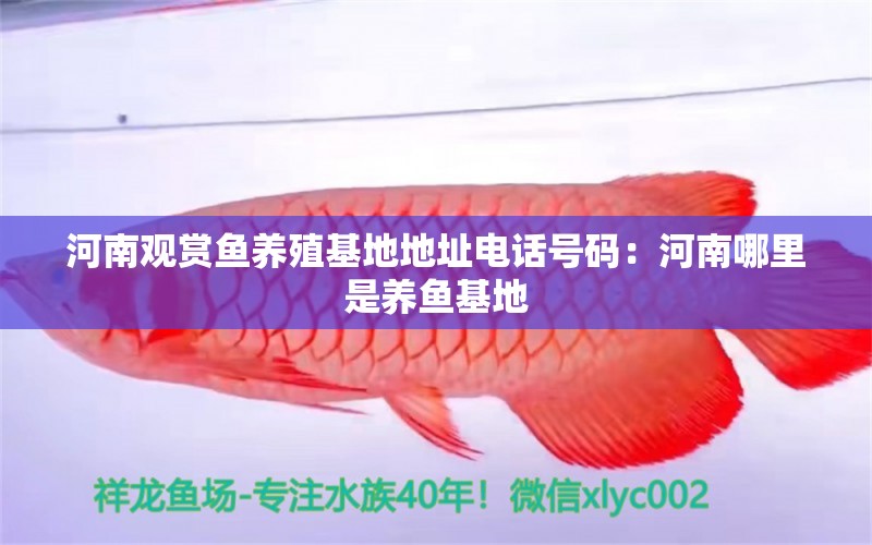 河南觀賞魚養(yǎng)殖基地地址電話號碼：河南哪里是養(yǎng)魚基地