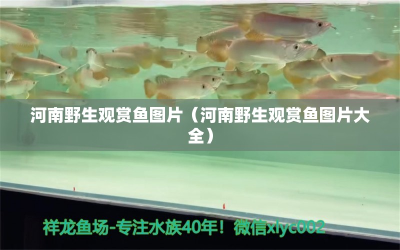 河南野生觀賞魚圖片（河南野生觀賞魚圖片大全）