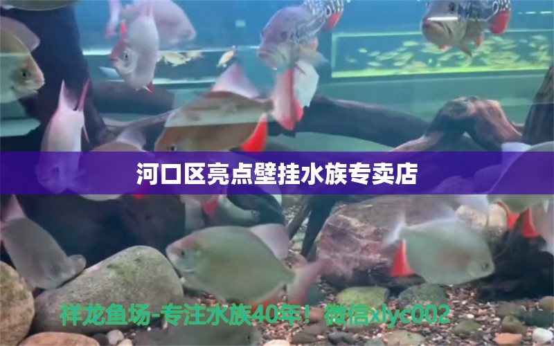 河口區(qū)亮點壁掛水族專賣店 全國水族館企業(yè)名錄