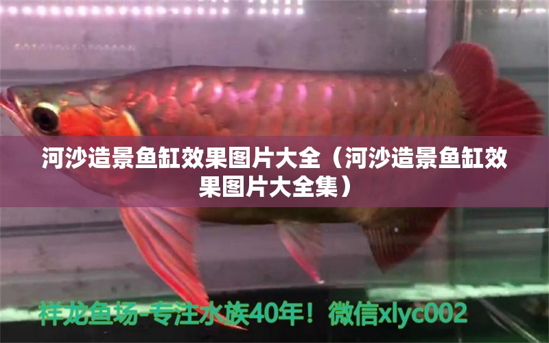 河沙造景魚(yú)缸效果圖片大全（河沙造景魚(yú)缸效果圖片大全集） 祥龍水族醫(yī)院