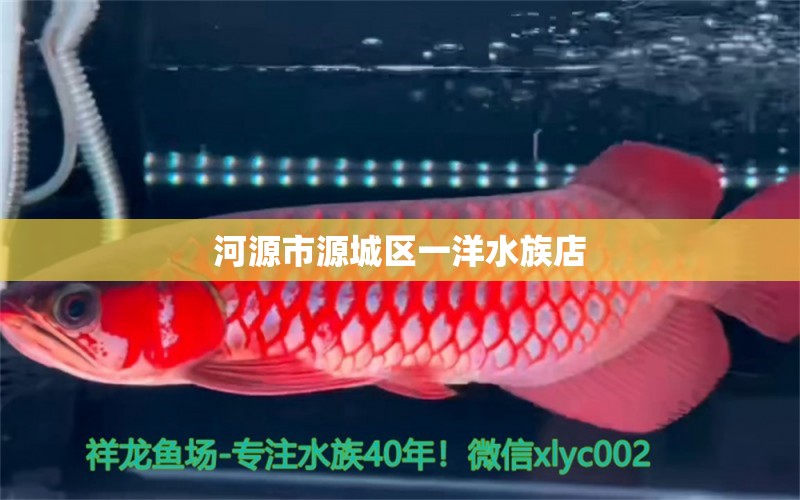 河源市源城區(qū)一洋水族店 全國水族館企業(yè)名錄