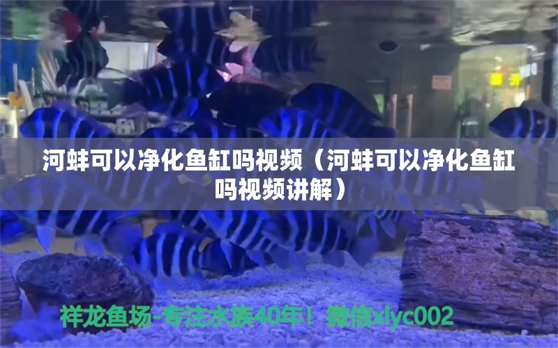 河蚌可以凈化魚缸嗎視頻（河蚌可以凈化魚缸嗎視頻講解）