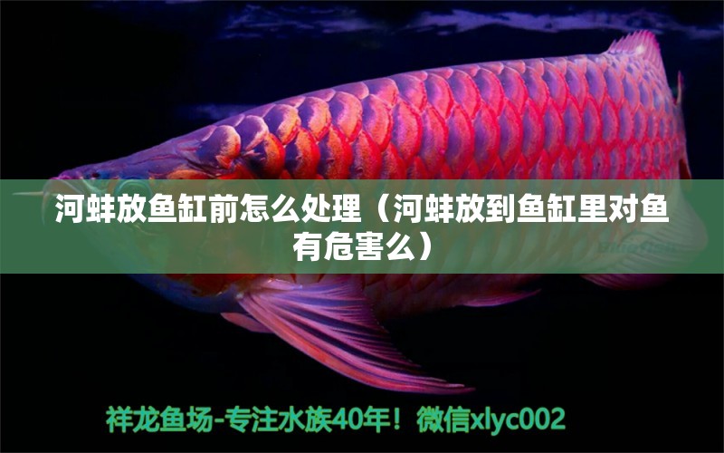 河蚌放魚缸前怎么處理（河蚌放到魚缸里對魚有危害么）